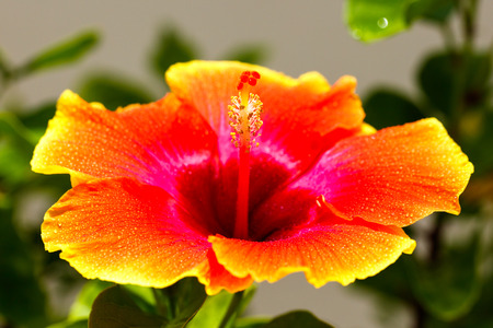 Close up view of a pretty hibiscus flower.の写真素材
