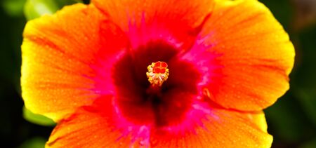 Close up view of a pretty hibiscus flower.の写真素材