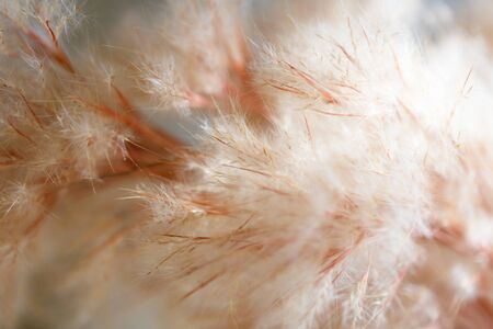 Abstract background of a plant.