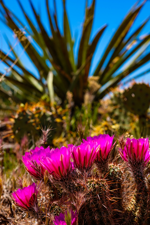 Beautiful spring blooming cactus plants in Sedona in Arizona.の写真素材