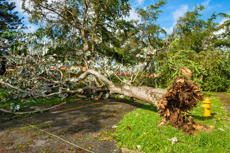 Coral Gables, Florida - September 11, 2017: Debris lined streets as a result of Hurricane Irma in this popular neighborhood in Miami.のeditorial素材