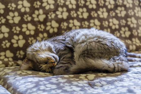 Close up view of a male Maine Coon cat in a home setting.の写真素材