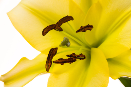 Close up view of a oriental lily flower isolated on a white background.の写真素材