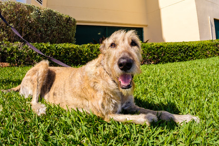 Pretty female Irish Wolfhound resting on grass.