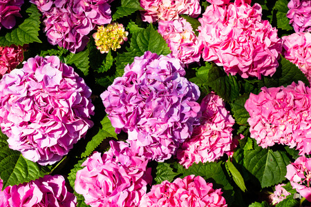 Close up view of beautiful blooming hydrangea plant in a garden.の写真素材