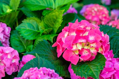 Close up view of beautiful blooming hydrangea plant in a garden.の写真素材