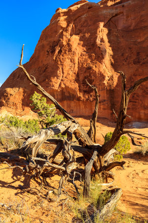 The natural beauty of Arches National Park in Utah along the Devils Garden hiking trail.のeditorial素材