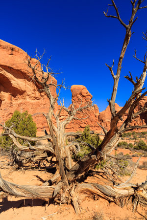 The natural beauty of Arches National Park in Utah.のeditorial素材