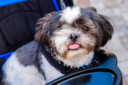 Cute one eyed shih tzu dog sitting in a stroller outdoors.の写真素材