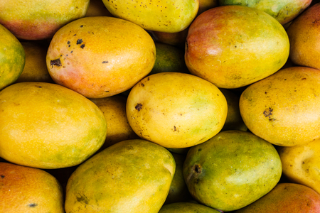 Close up view of fresh ripe Florida mangos.の写真素材