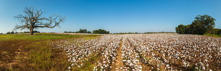 Beautiful cotton field in Alabama.の写真素材