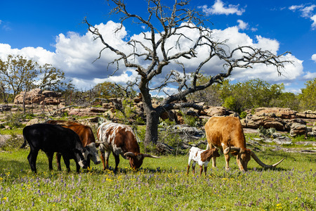 Cattle grazing in a bluebonnet field on a ranch in the Texas Hill Country.の写真素材