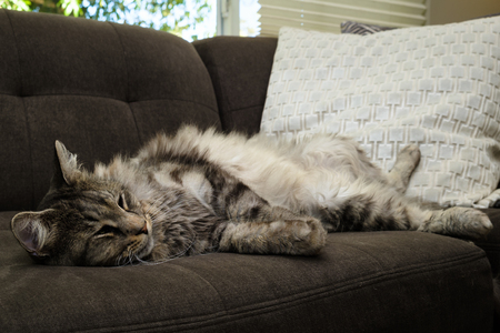 Close up view of a male Maine Coon breed cat sleeping on a sofa in a home setting.の写真素材