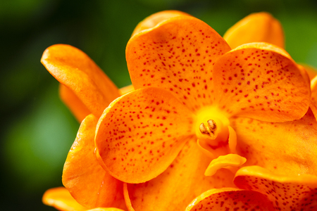 Close up view of a exotic spotted tangerine vanda orchid flower in bloom.の写真素材