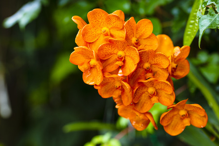 Close up view of a exotic spotted tangerine vanda orchid flower in bloom.