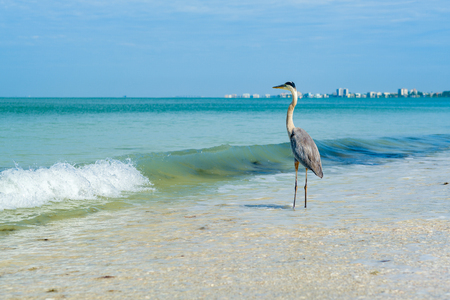 Majestic Great Blue Heron on the shore in Fort Myers Beach on the west coast of Florida.の写真素材