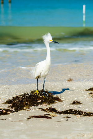 Pretty Snowy Egret on the shore in Fort Myers Beach on the west coast of Florida.の写真素材