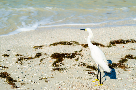 Pretty Snowy Egret on the shore in Fort Myers Beach on the west coast of Florida.の写真素材