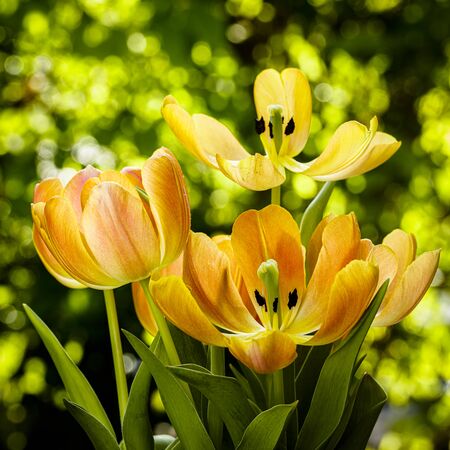 Close up view of yellow orange colored tulip flowers in bloom.の写真素材