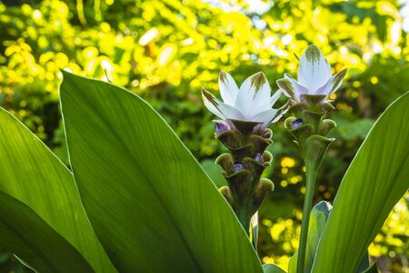 Close up view of a white curcuma flower in bloom.の写真素材