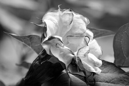 Close up view of a purple white trumpet flower in bloom in black and white.の写真素材