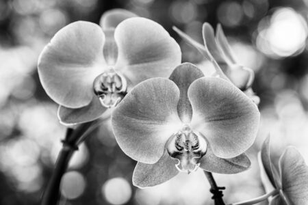 Close up view of a beautiful purple orchid flower in bloom in black and white.の写真素材