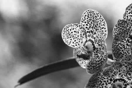 Close up view of  beautiful exotic black spotted vanda orchid flowers in bloom in black and white.の写真素材