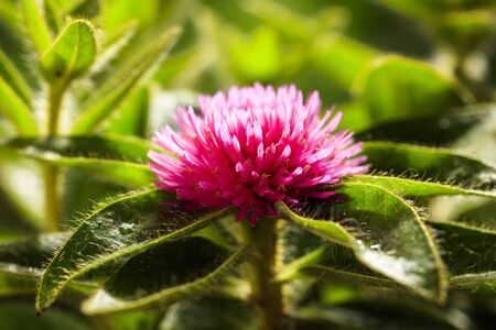 Close up view of a beautiful pink gomphrena flower in bloom.の写真素材