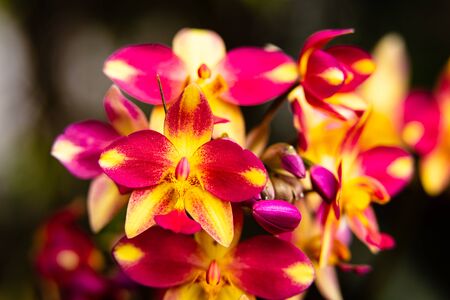 Close up view of beautiful pink and yellow orchid flowers in bloom.の写真素材