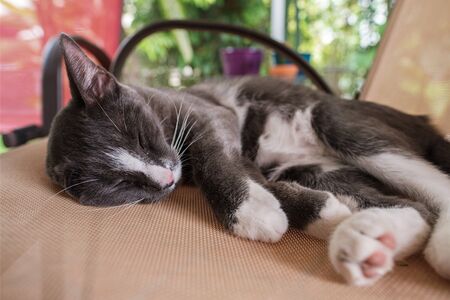 Close up view of a domestic short hair female cat in a home patio setting asleep on a chair.の写真素材