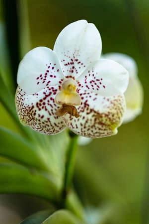 Close up view of a exotic gold white spot vanda orchid plant in bloom.