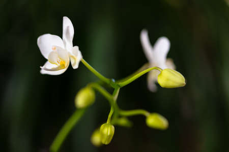 Close up view of a exotic white spotted vanda orchid plant in bloom.