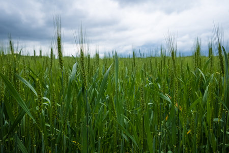Wheat field in rural Tennesseeの写真素材