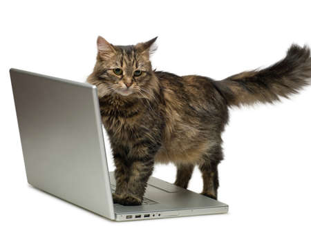 fluffy cat and a computerの写真素材