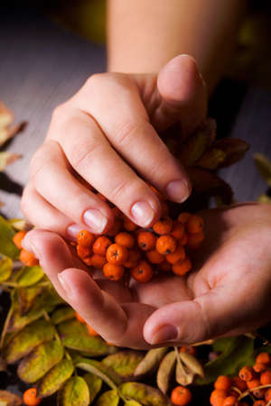 hand of a woman who keeps a branch of mountain ash. Nature and Peopleの写真素材