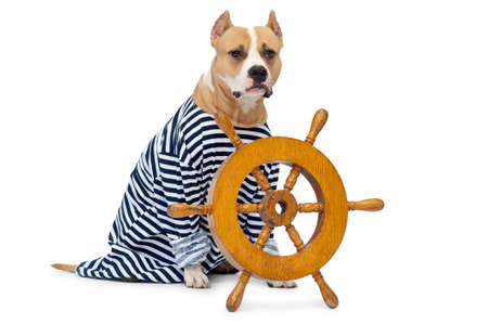 dog and wheel vehicle, the isolated backgroundの写真素材