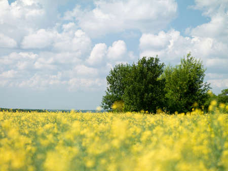 field with yellow flowers against a background of a beautiful sky