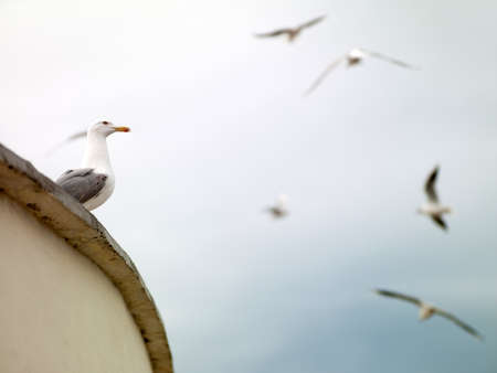 gull sitting on the parapet in the skyの写真素材