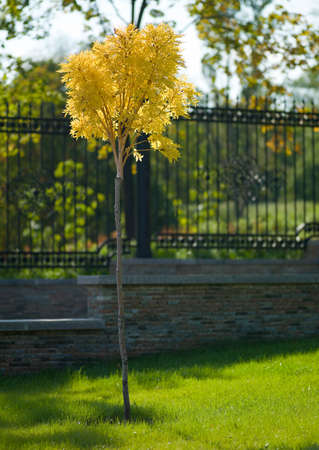 small tree with yellow foliage in the parkの写真素材