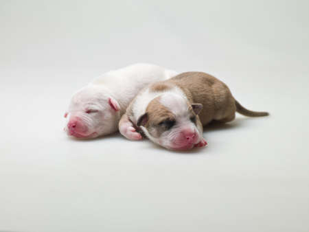 Two small puppy on white backgroundの写真素材
