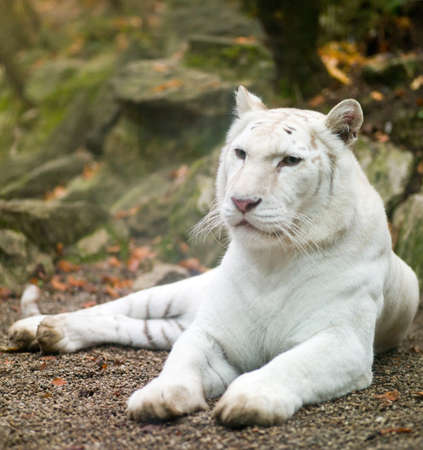 white tiger in a prone position on the nature