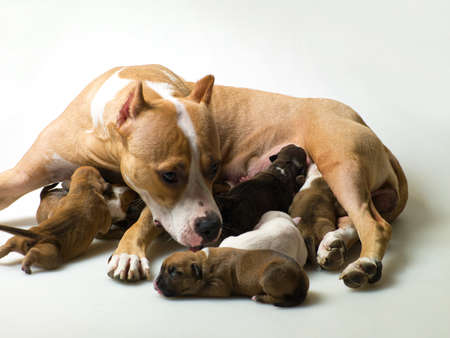 female dog and a few little puppies on a gray backgroundの写真素材