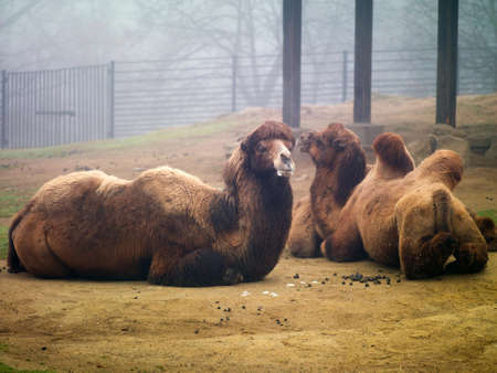 Two lying camels at the zoo on a background of trees