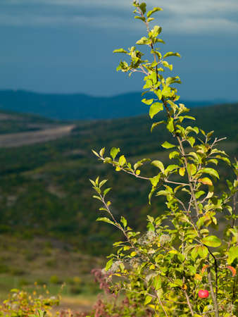 apple tree on a background of mountains and skyの写真素材