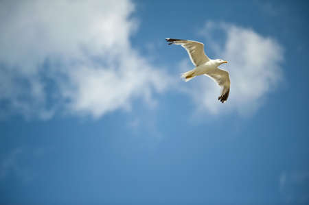 white seagull flying against the blue skyの写真素材