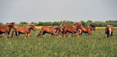 pasture for horses outdoors on background of trees and skyの写真素材