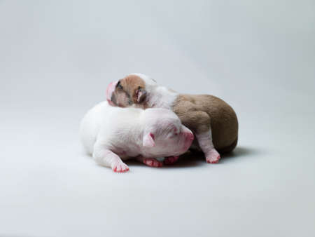 little puppies with closed eyes lying on white background