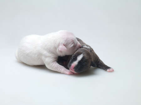 little puppies with closed eyes lying on white backgroundの写真素材