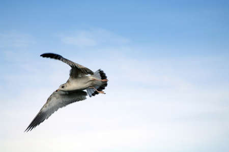 seagull in flight at high altitude in the sky and clouds