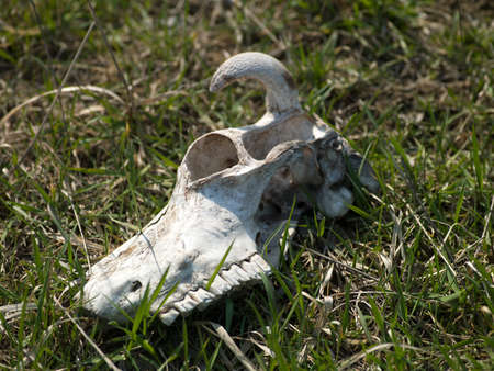 Photo skull bone cows on green grass